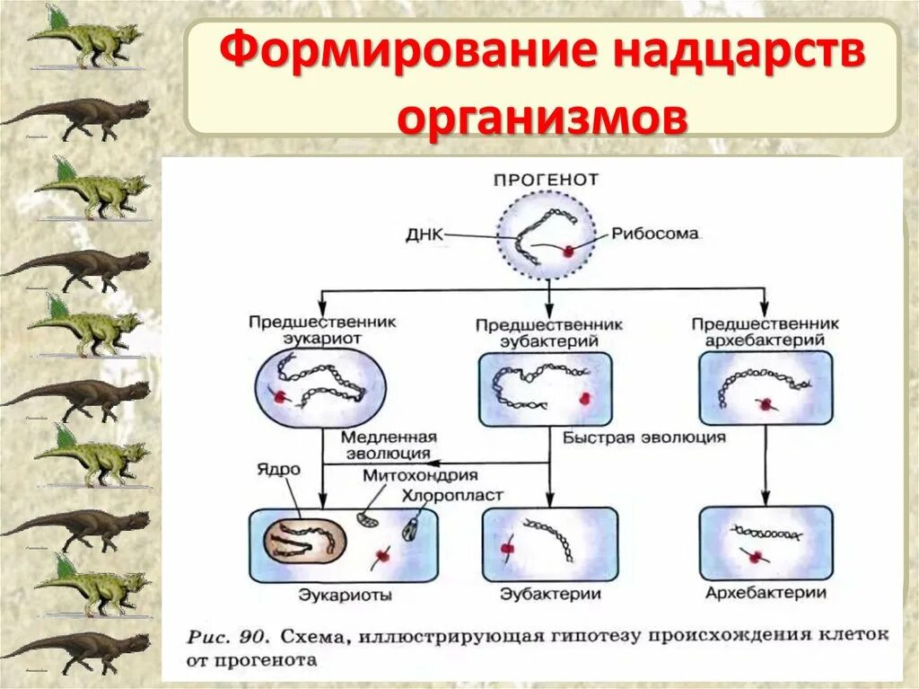 Категория группы организмов. Формирование надцарств организмов. Надцарство живых организмов схема. Империи живых организмов. Возникновение жизни на земле биология.