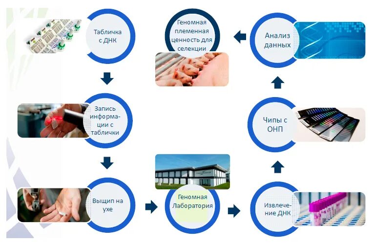 Маркерная селекция растений. Маркер селекции. Днк маркеры и маркёр ориентированная селекция. Пцр маркеры. Маркер селекции.