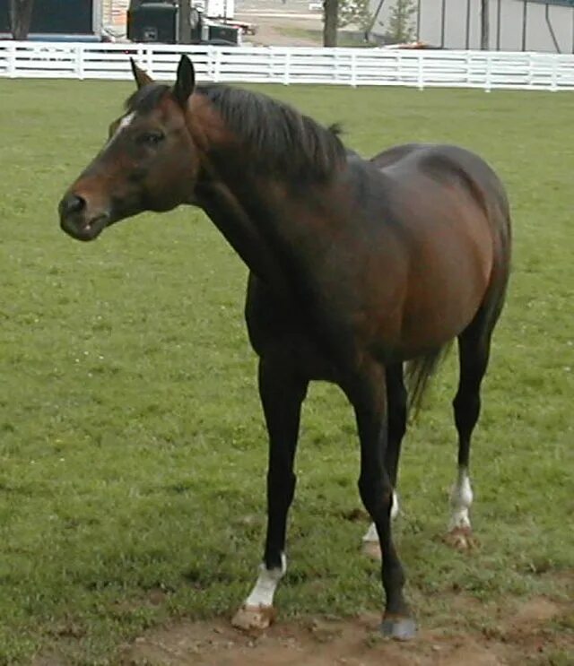 Cigar лошадь. Лошадь с сигарой. Лошадь с цикадой на спине. Citation Horse. Телосложение лошади 5 букв