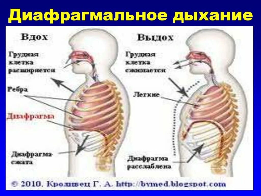 Сделать глубокий вдох выдох. Диафрагмальное дыхание техника выполнения. Брюшное диафрагмальное дыхание. Методика брюшного дыхания. Дыхательная гимнастика диафрагмальное дыхание.