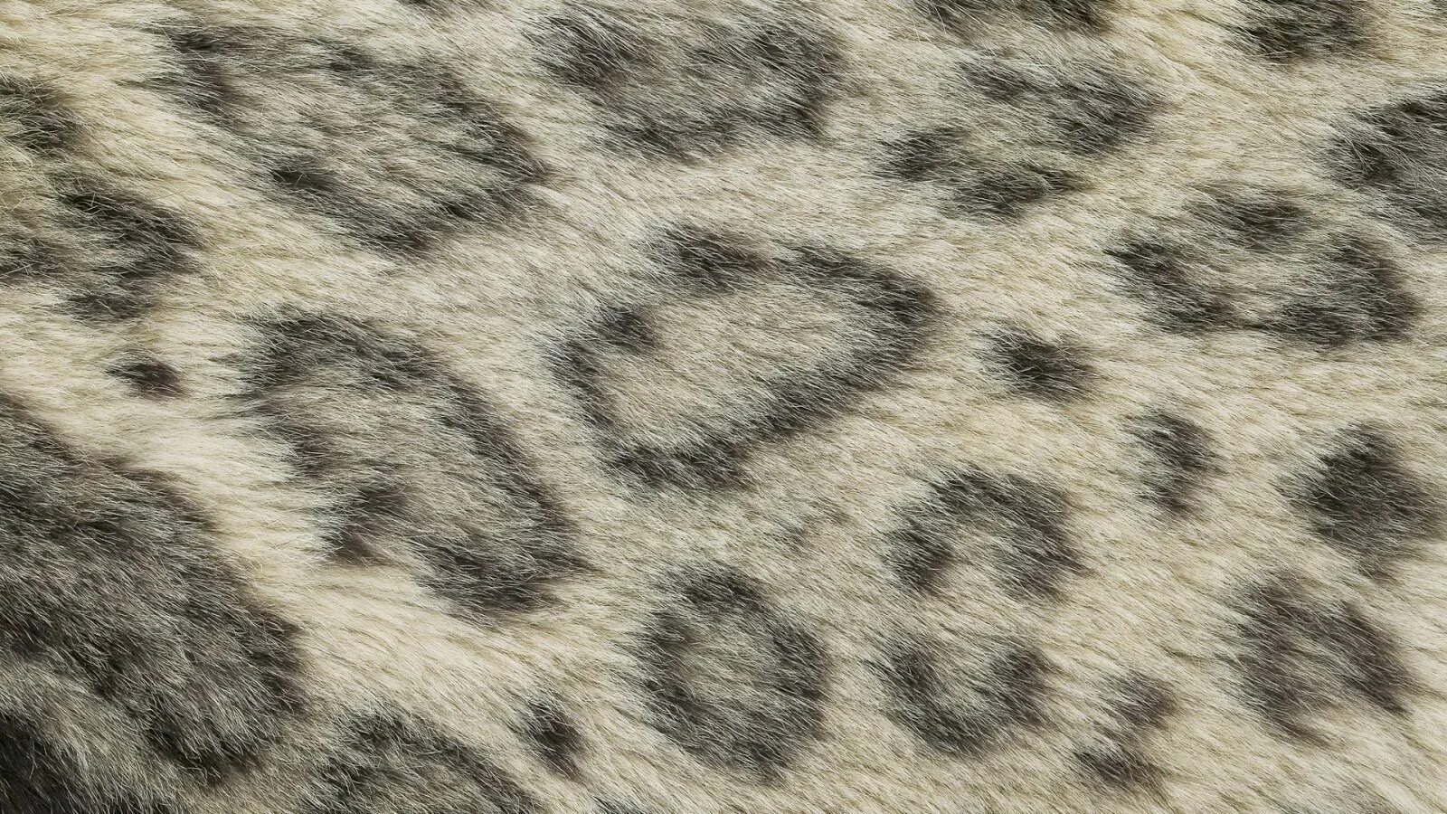 Cat texture