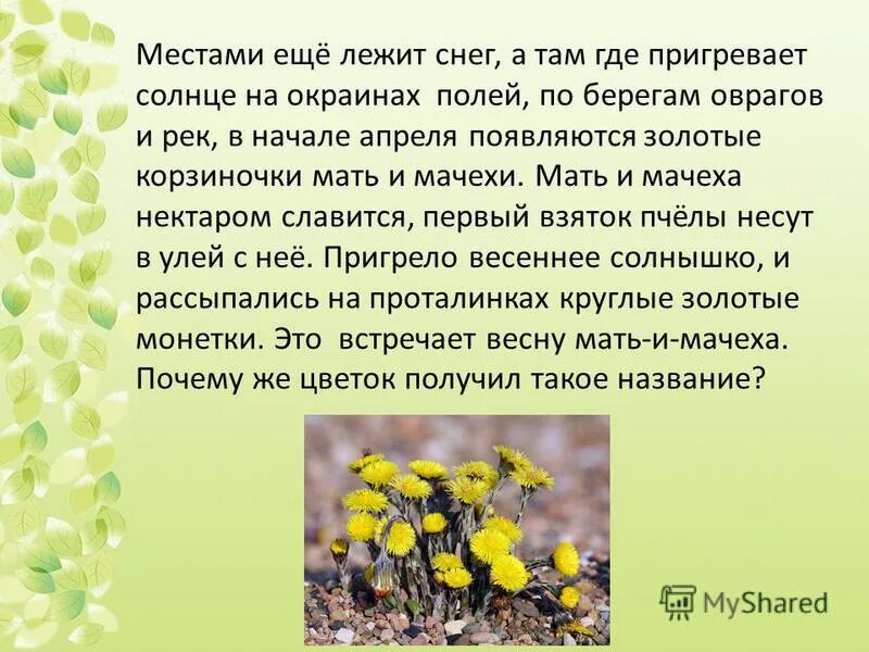 Солнышко сильно пригревает. Трава появляется там где сильнее пригрело солнышко. Лишь пригрело солнце. Выглянуло солнышко блещет на лугу я навстречу солнышку по траве бегу. Трава появляется там где сильнее пригрело солнышко.