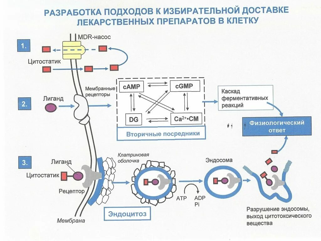 Системы доставки лекарственных средств. Направленный транспорт лекарственных средств. Направленный транспорт лекарственных веществ. Механизмы доставки лекарств.