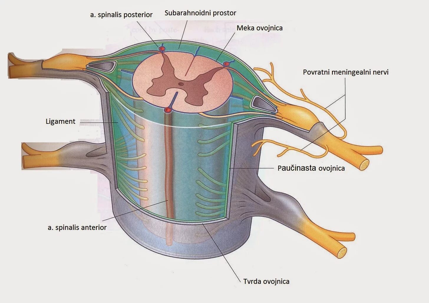 Дуральная оболочка спинного мозга. Строение спинного мозга оболочки спинного мозга. Паутинная оболочка спинного мозга функции. Оболочки и МЕЖОБОЛОЧЕЧНЫЕ пространства головного и спинного мозга.