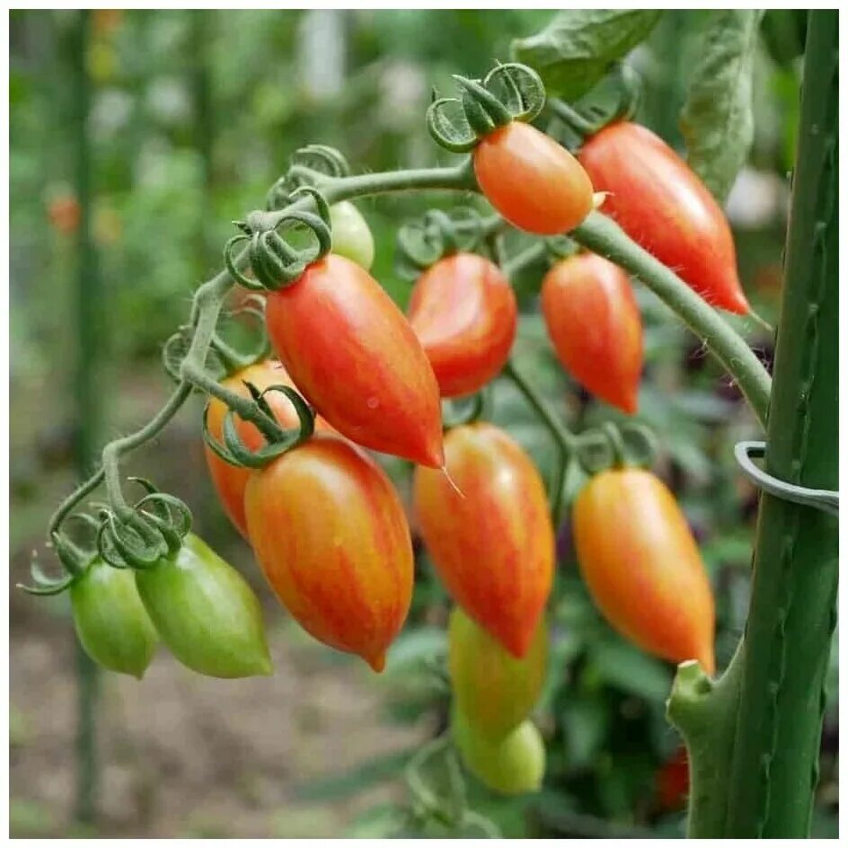 томат кэнди. томат конфета сладкая сосулька мязина. томат сладкая конфетка желтая сосулька черри. томат сладкая сосулька фото. томат семена мязиной сосулька розовая.