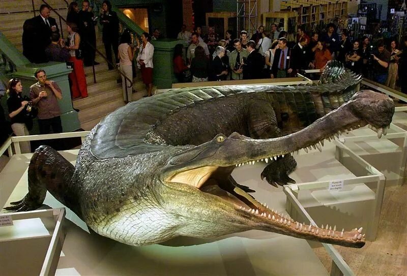Самое большое животное жившее на земле. Крокодил Император Саркозух. Гигантский крокодил Саркозух. Древний крокодил гигант. Крокодил Император Саркозух размер.