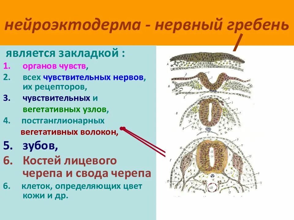 Нейроэктодерма. Нервный гребень. Формирование нервного гребня. Нервный гребень в эмбриологии. Формирующийся гребень