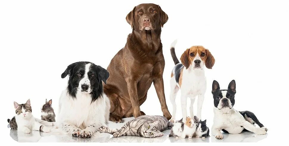 Семья с собакой. Breed pet. Популярные породы собак. Щенки группа разных пород. Много собак png.