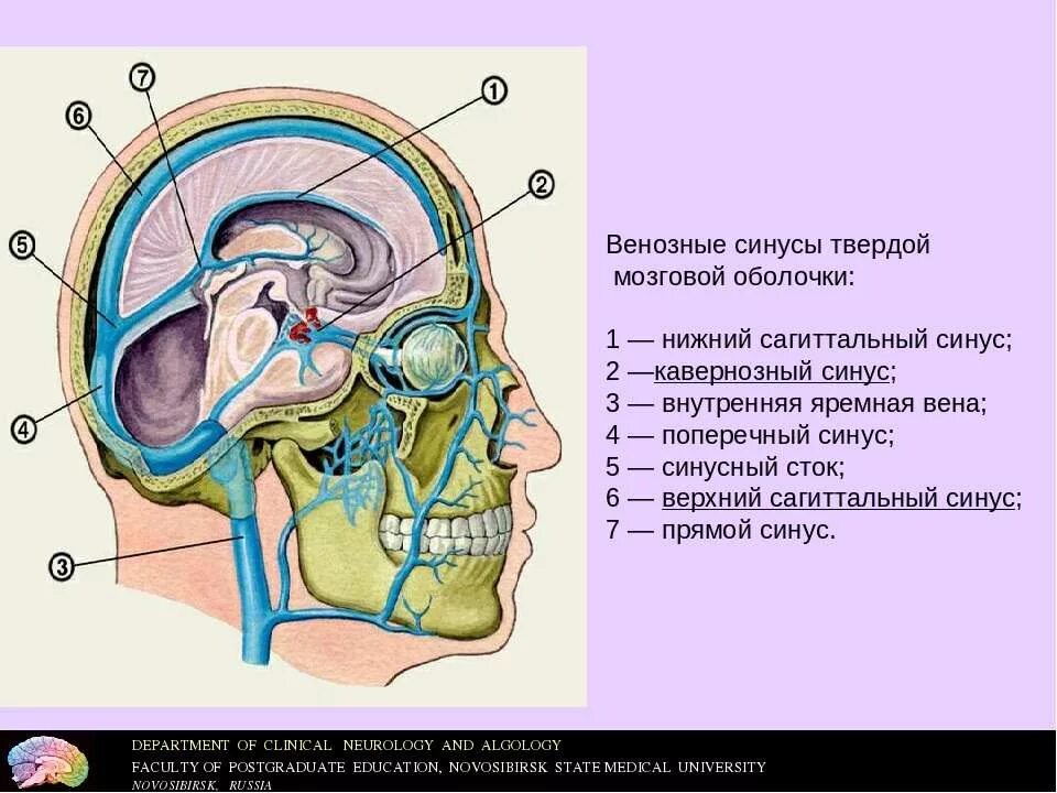 Внутренняя оболочка вен латынь. Нижний Сагиттальный синус твердой мозговой оболочки. Верхний Сагиттальный синус твердой мозговой оболочки. Венозные пазухи твердой мозговой оболочки анатомия. Верхний Сагиттальный синус анатомия.