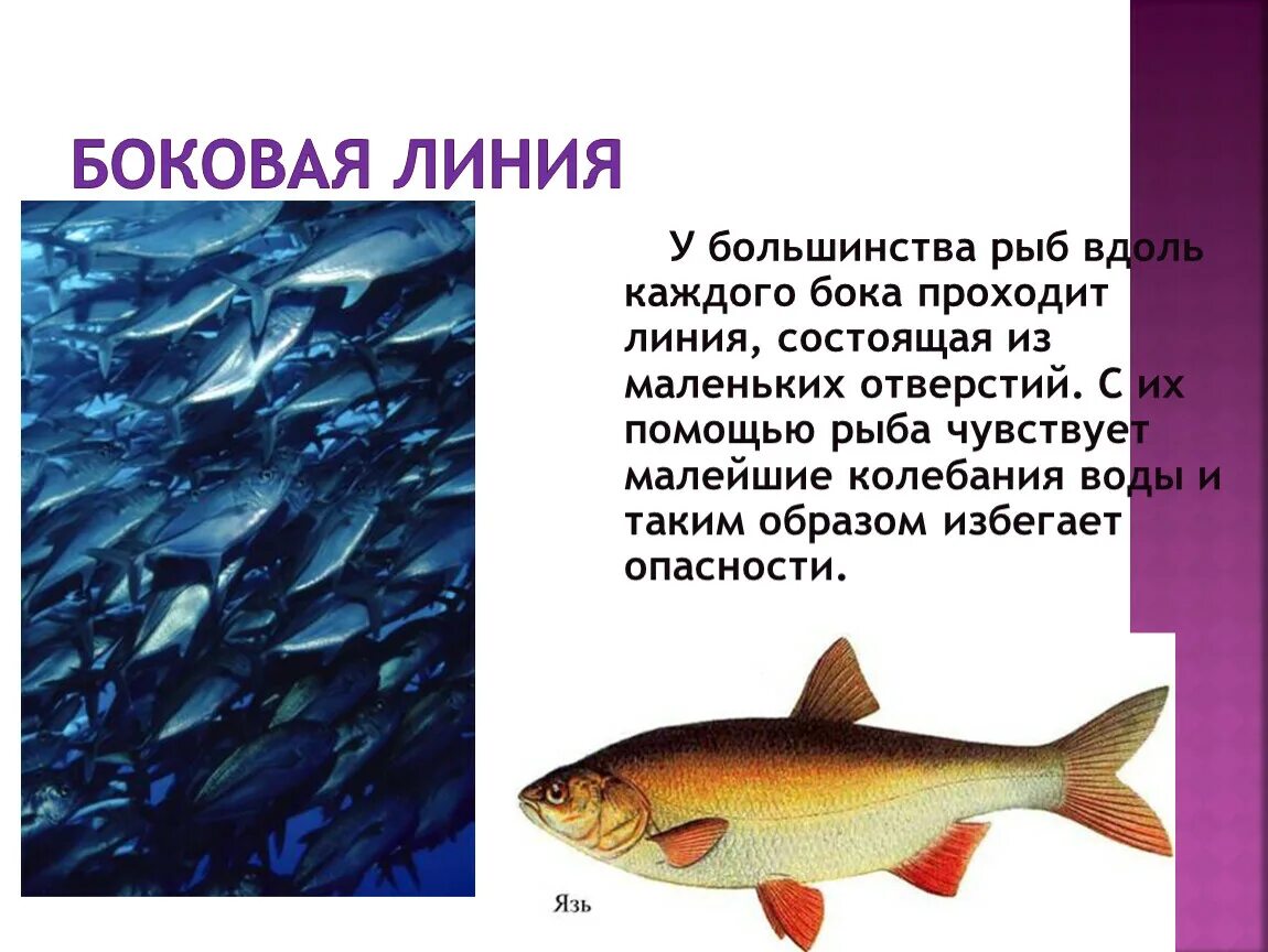 Органы боковой линии у каких рыб. Боковая линия у рыб. Надкласс рыбы боковая линия. Характеристика боковой линии у рыб. Боковая линия у рыб презентация.