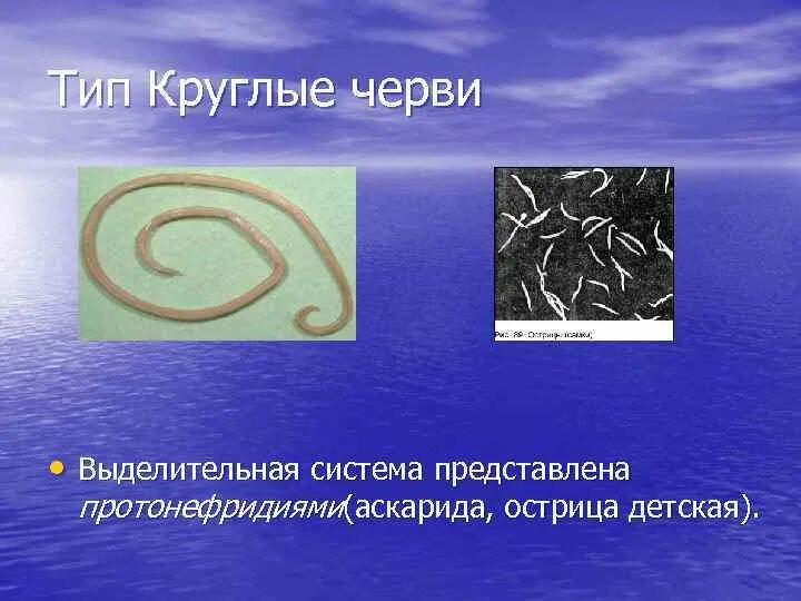 Органы выделения Тип круглые черви. Острица выделительная система. Выделительная круглых червей. Органы выделения система круглых червей.