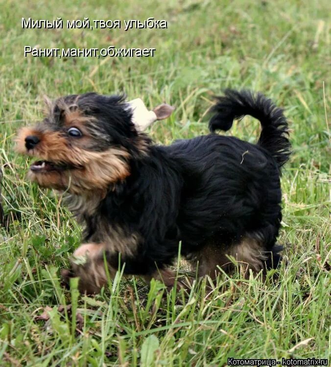 милая твоя улыбка ранит манит