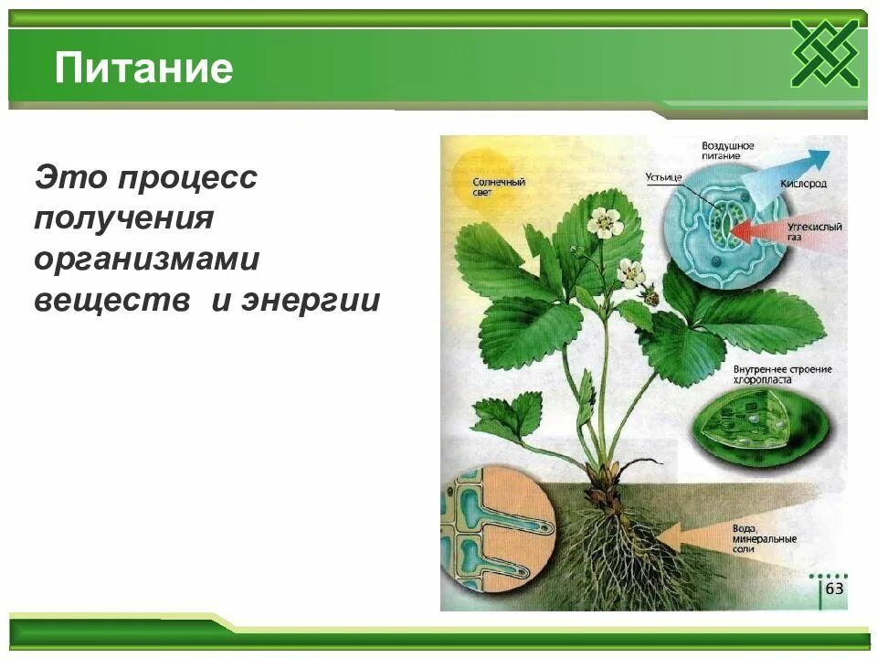 Обмен веществ минеральное питание. Что такое питание в биологии 6 класс. Питание это в биологии. Питание определение биология. Процесс воздушного питания.