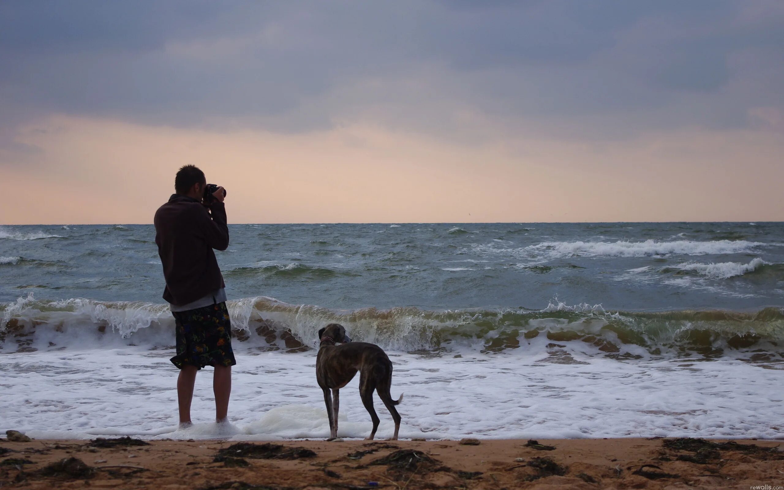 Animals more human. Люди на море. Человек с собакой. Человек на берегу моря. Парень на берегу моря.