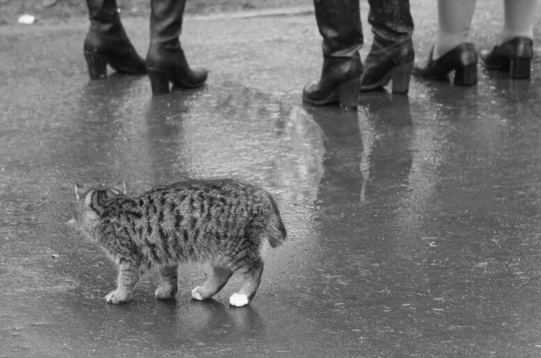 Не заметив котенка. Бездомный кот. Равнодушие к животным. Безразличие к животным. Бездомные животные равнодушие.