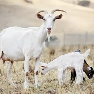 Real goat