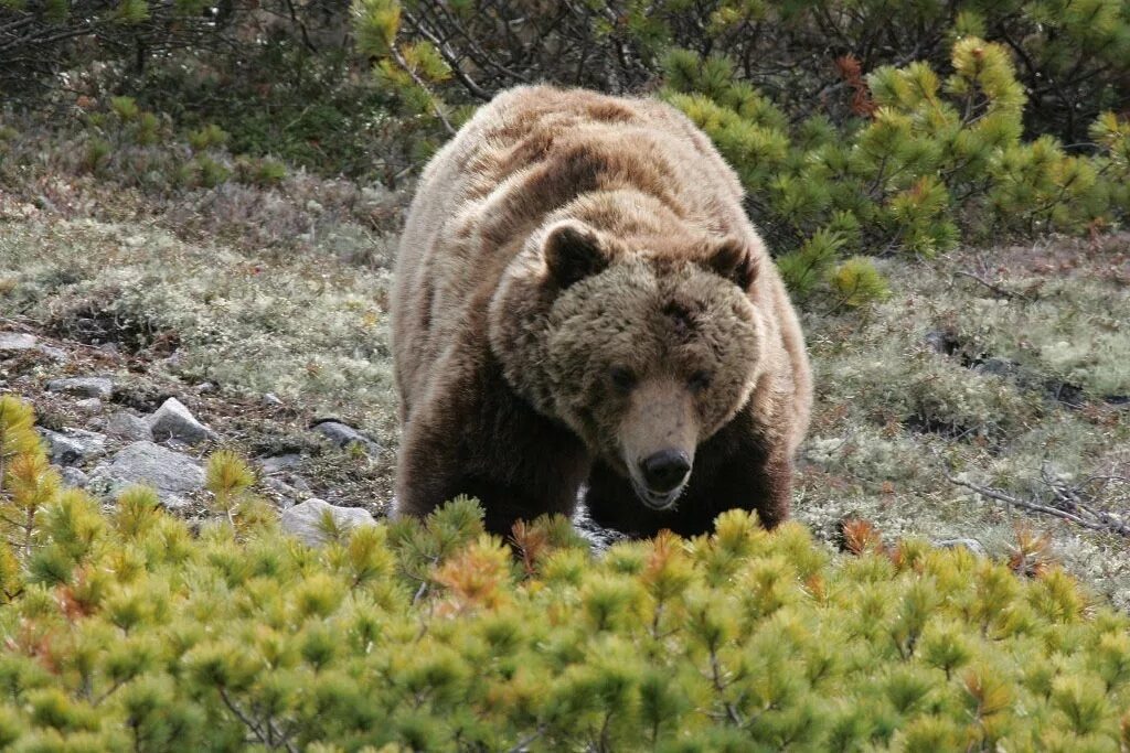 Медведь годы жизни. Бурый медведь Магадан. Бурый медведь в Якутии. В Магадане медведь загрыз. Якутский медведь бурый.