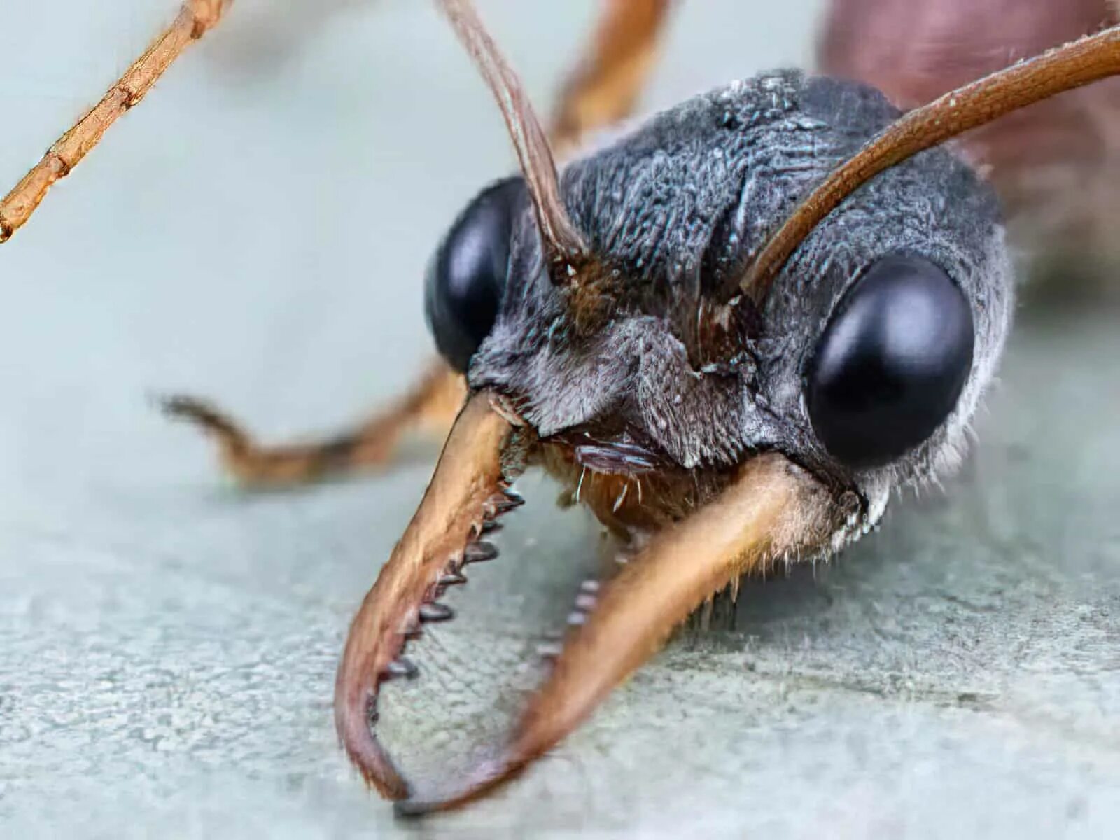 Myrmecia nigrocincta. Myrmecia brevinoda. Мирмеция муравей. Австралийские муравьи.