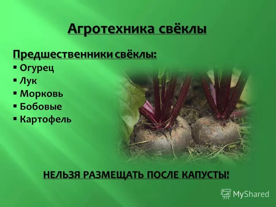 Нитраты в овощах удобрения. Овощи исследовательская работа. Овощные культуры презентация. Нитрат. Интересные овощи.