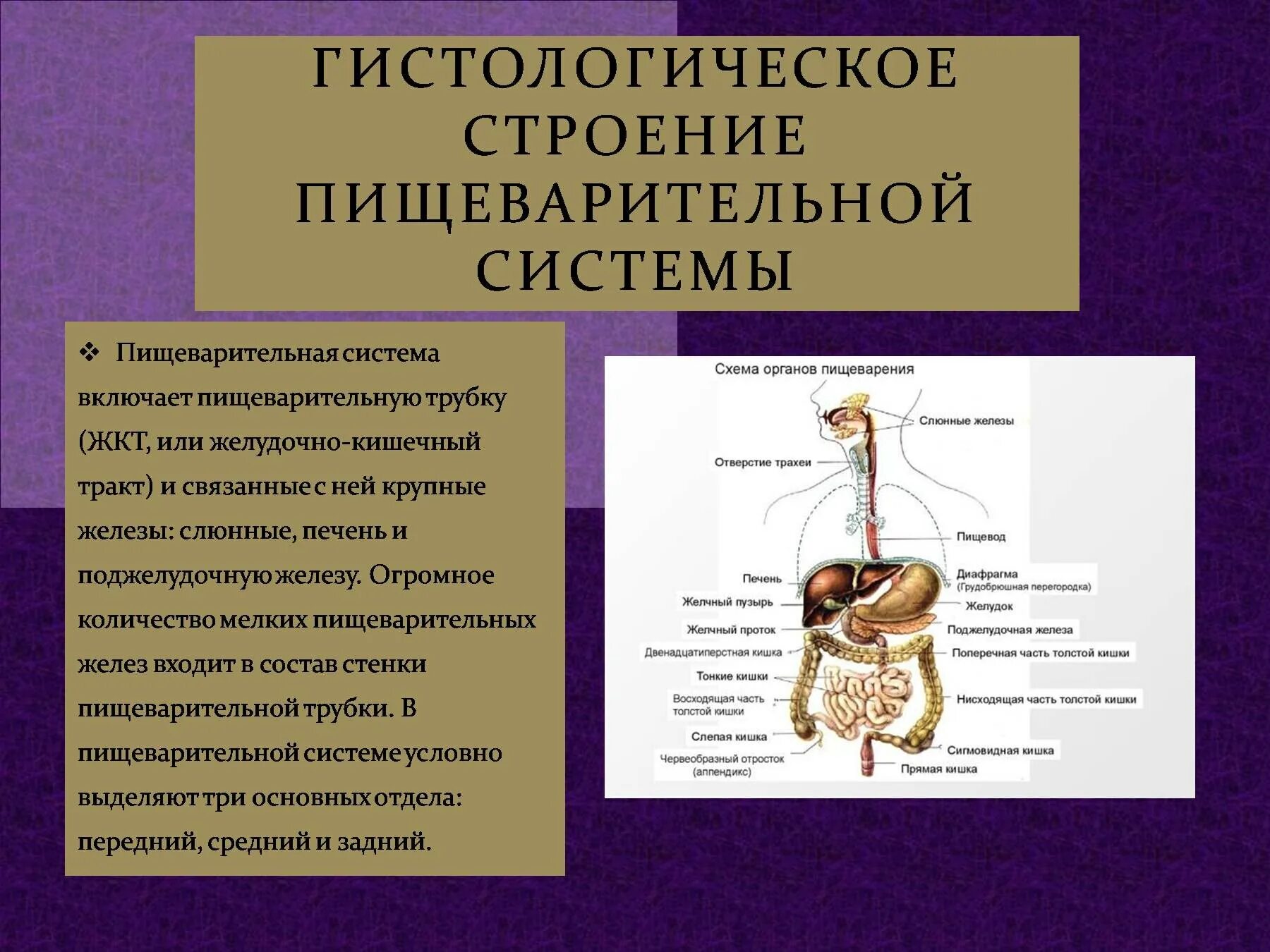 Система органов пищеварительной системы. Строение пищеварительной системы человека. Пищеварительная система человека схема.