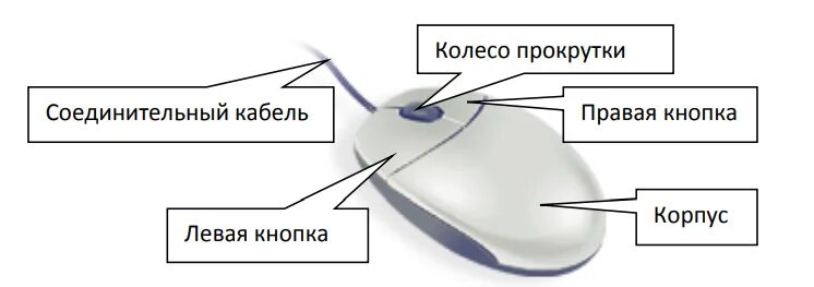 Внешнее строение компьютерной мыши. Строение компьютерной мыши. Основные части компьютерная мышка. Компьютерная мышка с подписями. Мышь информатика 7 класс