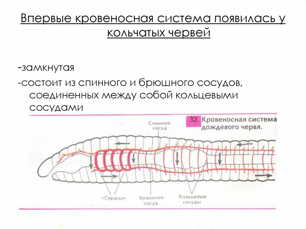 Кольцевые сосуды дождевого червя. Кровеносная система дождевого червя. Кровеносная система впервые появилась у. Кровеносная система дождевых червей. Кровеносная система дождевого червя состоит.