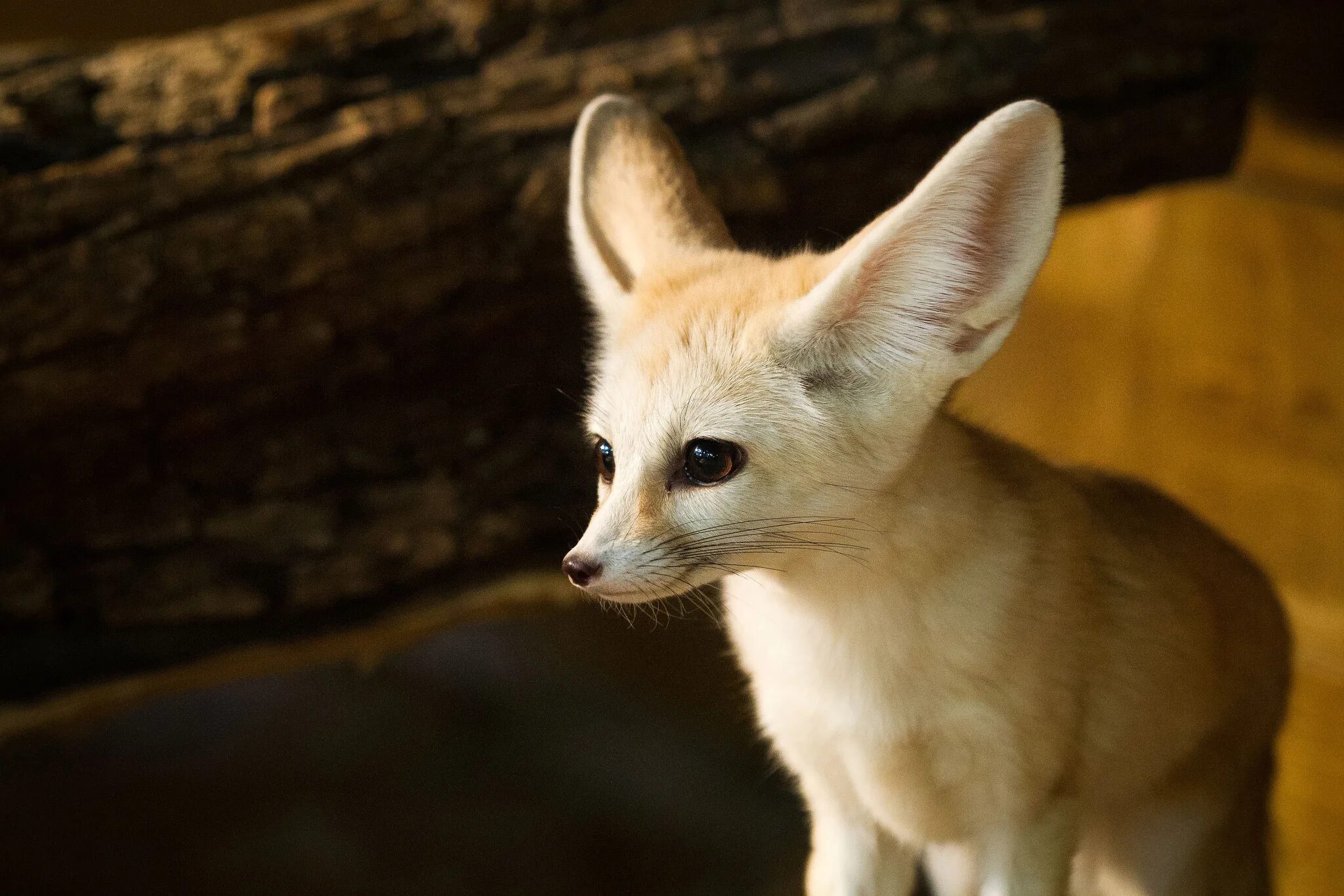 Fennec fox