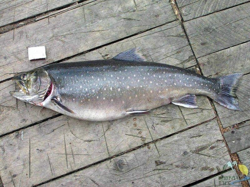 Палия ладожская. Голец палия. Ладожский голец. Голец палия ладога. Ладожский лосось палия.