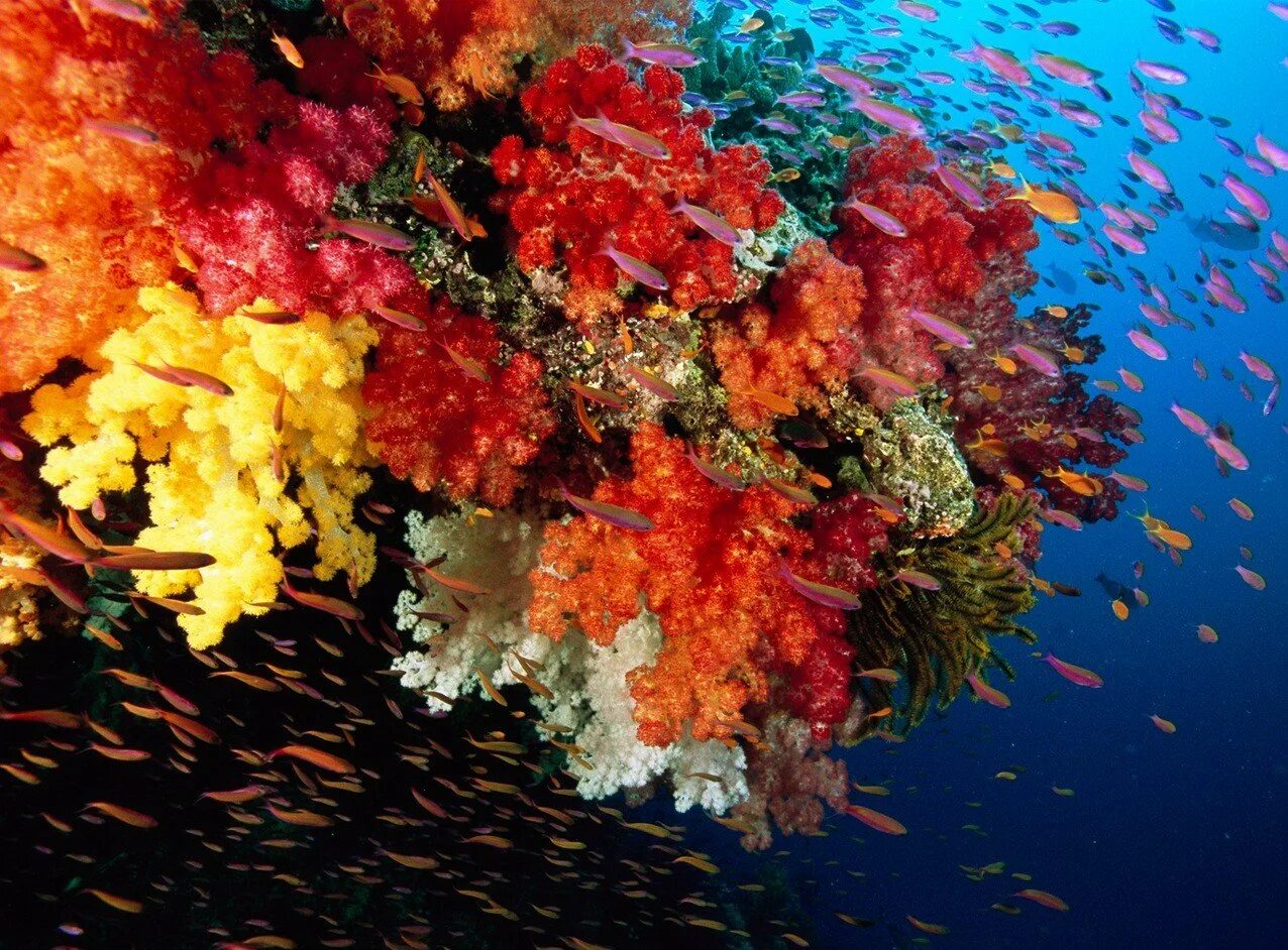 Бегония коралловый риф. Пеларгония коралловый риф. Цветные кораллы. Морские кораллы.
