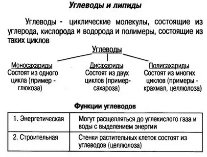 Классы углеводов таблица биология