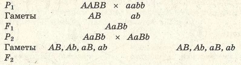 Aabb какие гаметы. Aabb х aabb. гаметы aabb x aabb. aabb x aabb решение. aabb aabb генотип.
