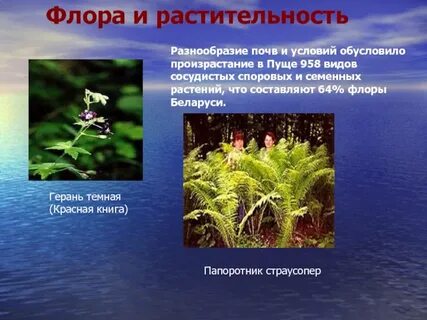 Растительный мир понятие