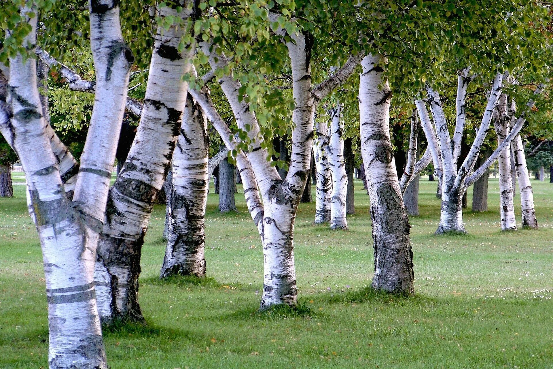 Березовая роща береза повислая. Ствол березы. Береза Максимовича Betula maximowicziana. Береза Жакмана.