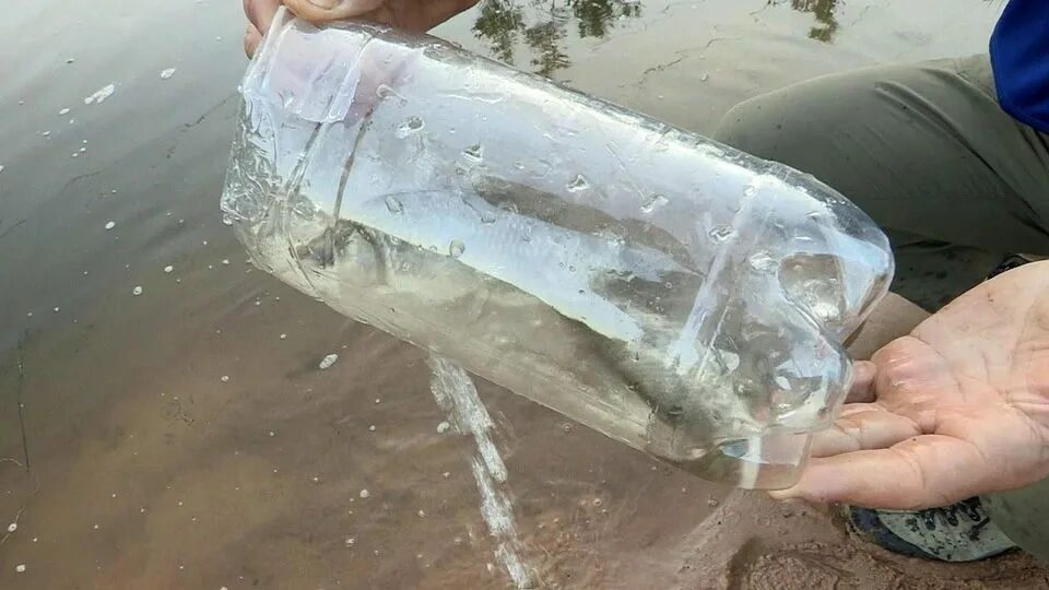 На что ловят мальков Soda bottle minnow trap--------made these as a kid and caught my own bait fish!