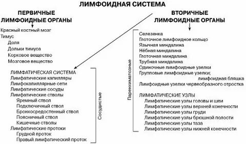 Вторичные органы