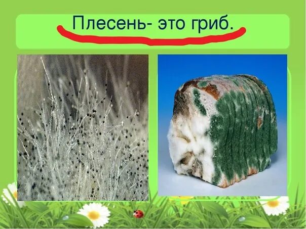 Плесневые грибы на хлебе. Плесневые грибы. Плесень это грибы. Грибы из плесени.