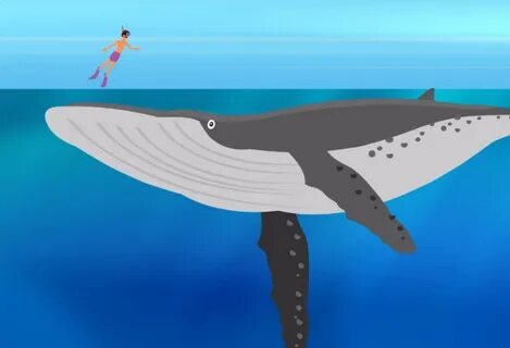 How ocean