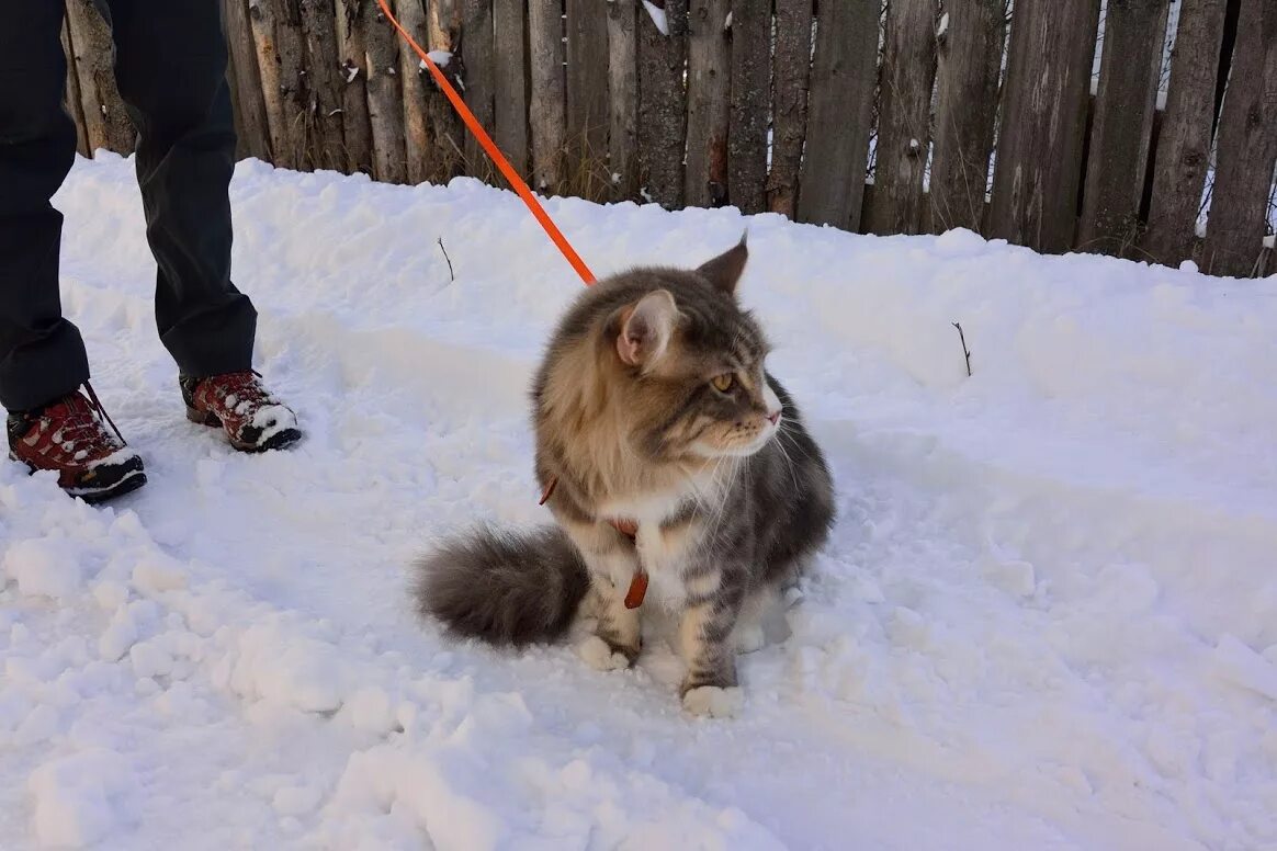 кун гуляет. коты на поводке. мейн кун на прогулке. кун гуляет. мейн-кун.