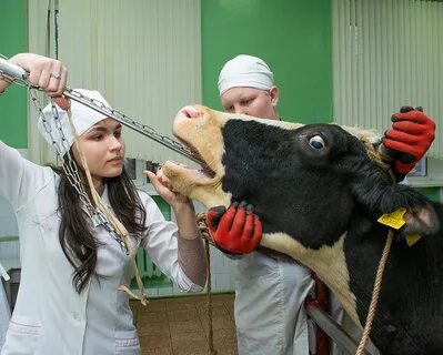 Государственные академии ветеринарной медицины
