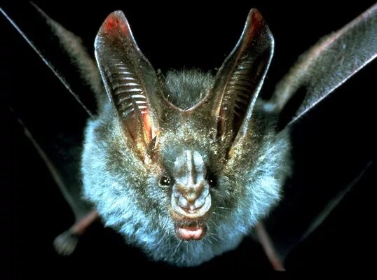 Ложный вампир летучая мышь. Австралийский ложный вампир (Macroderma Gigas). Желтокрылый ложный вампир. Ложный вампир летучая мышь Megadermatidae. Австралийский ложный вампир