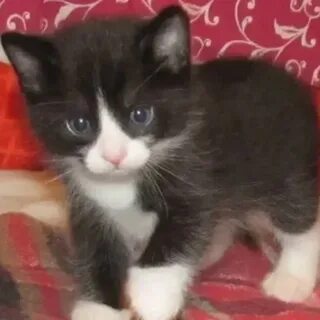 Взяли котенка в 1 месяц