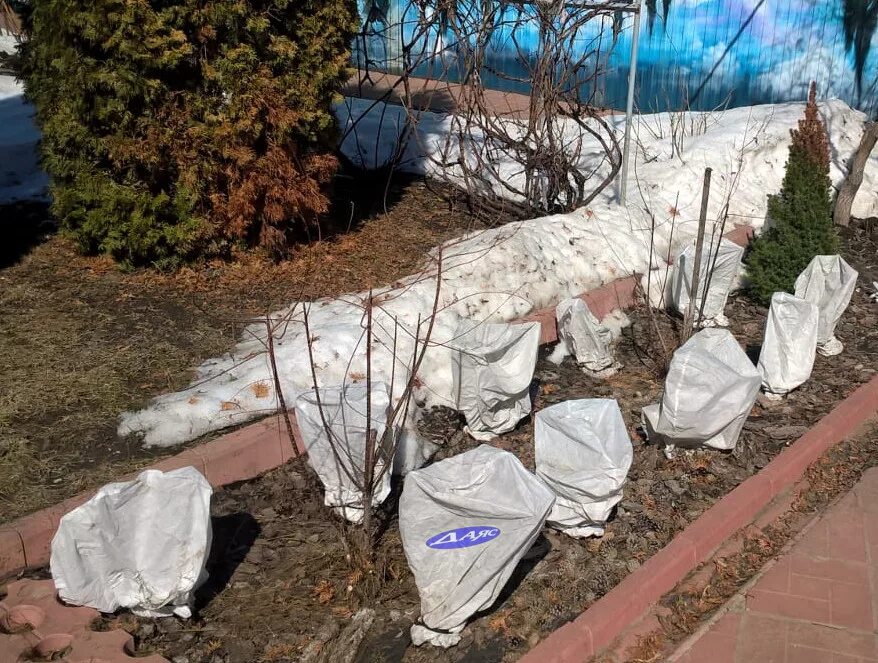 Можно ли укрывать
