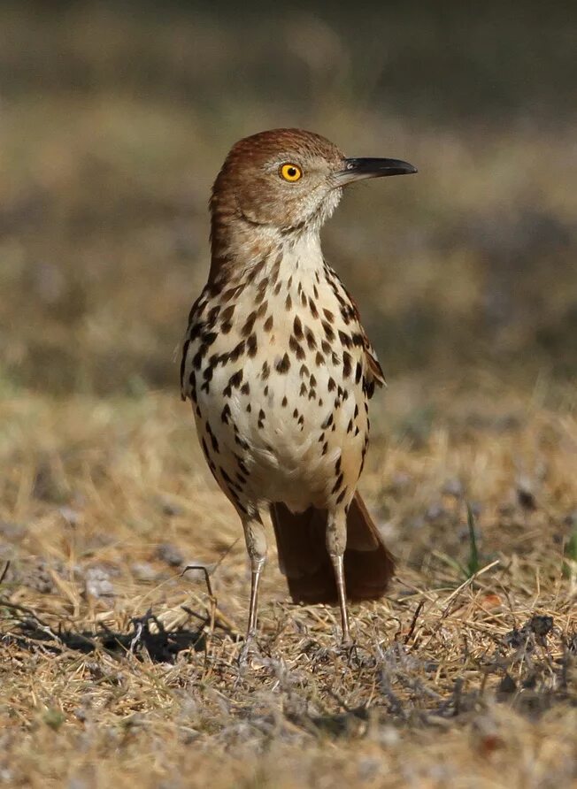 Пестрый коричневый. Brown Thrasher птица. Toxostoma rufum. Дрозд пересмешник. Коричневая птица.