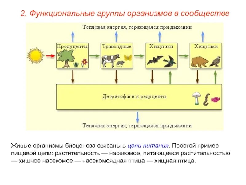 Сообщество организмов биогеоценоз. Функциональные группы экосистемы. Понятие сообщество в биологии. Природные сообщества и экосистемы. Сообщество организмов биогеоценоз.