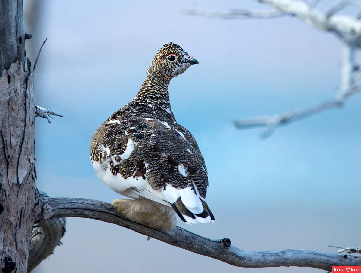 снегири якутии. зимующие птицы якутии. птицы в якутии куропатка. воробьи забайкалья. снегири якутии.