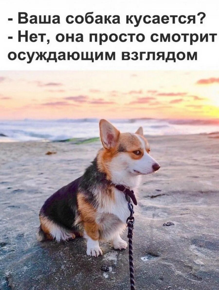 Что нибудь про собак. Собака осуждака корги. корги подозревака. картинки для поднятия настроения. смешные открытки для поднятия настроени.