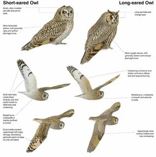 Owl перевод
