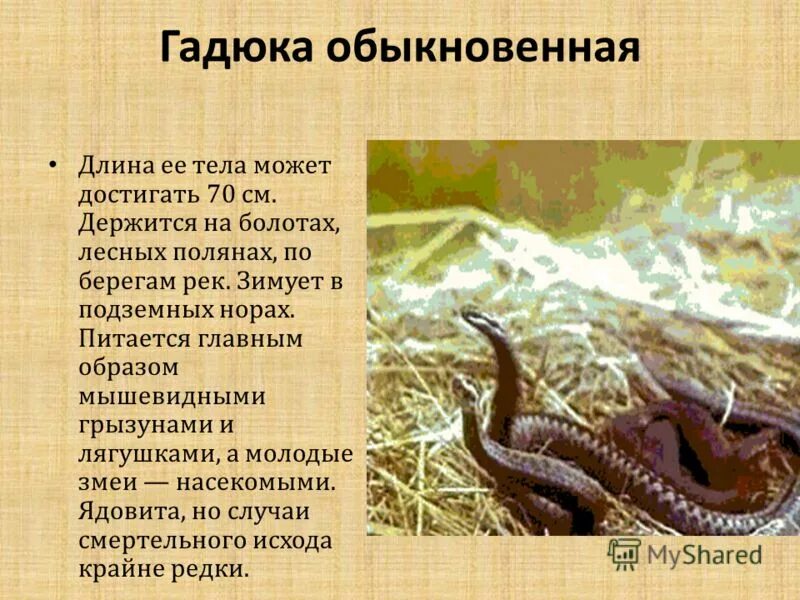 Чем дышит гадюка обыкновенная. Ядовитая и неядовитая змея. Гадюка обыкновенная яд. Чем дышит гадюка обыкновенная. Обыкновенная гадюка список пресмыкающихся европы.