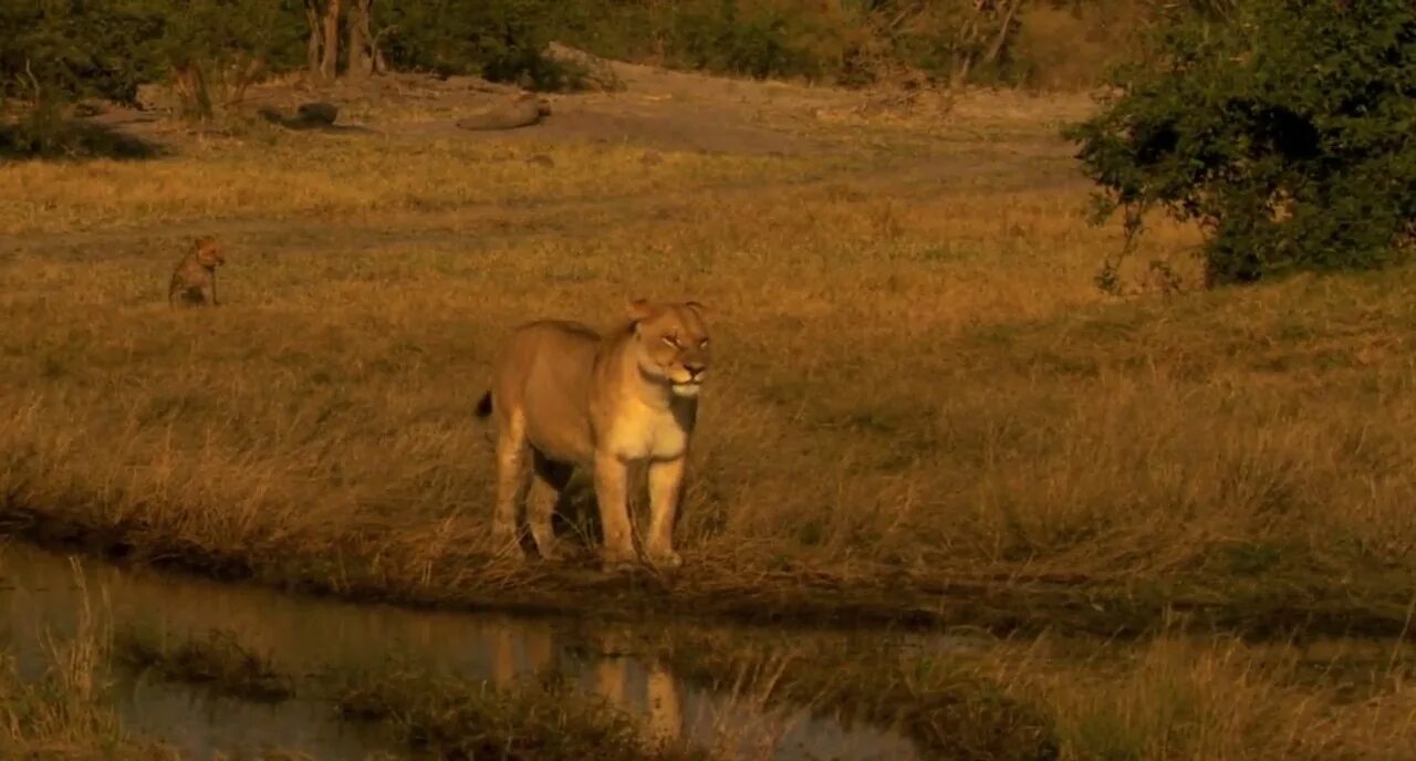 Животные фото. Лев 2011. Животные фото. Лев в засаде. Последние львы фильм 2011.
