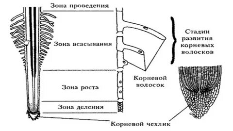 Морфология корня